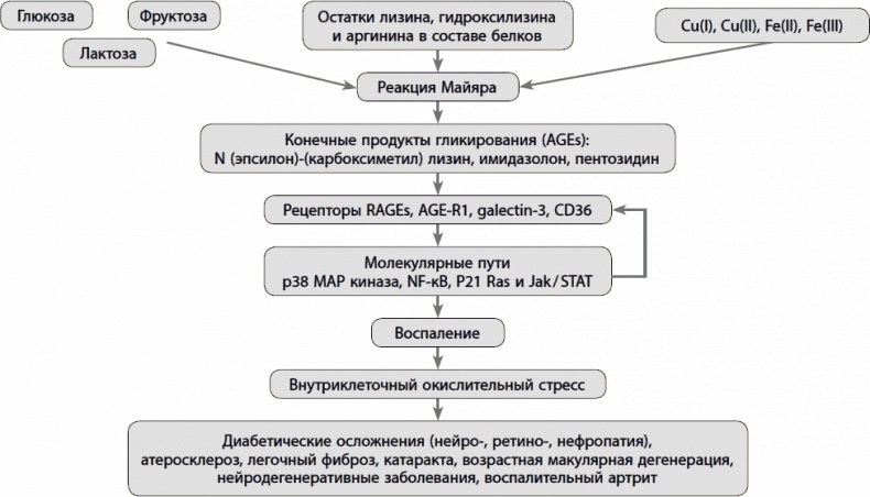 Кишечник долгожителя. 7 принципов диеты, замедляющей старение