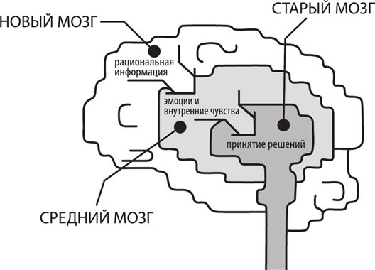 Тренинг по нейромаркетингу. Где находится кнопка «Купить» в сознании покупателя?