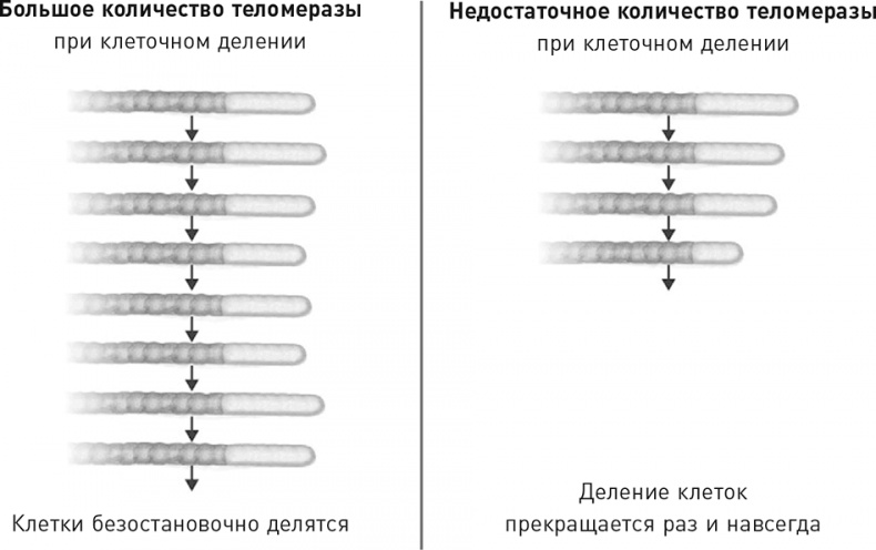 Эффект теломер. Революционный подход к более молодой, здоровой и долгой жизни