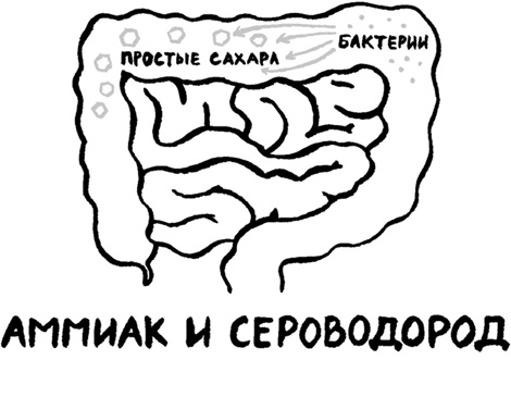 Еда живая и мертвая. 5 принципов здорового питания