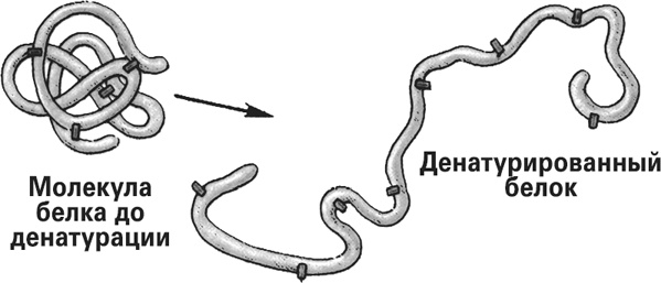 Мифы о нашем теле. Научный подход к примитивным вопросам