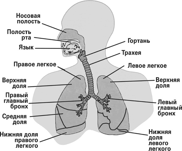 Мифы о нашем теле. Научный подход к примитивным вопросам