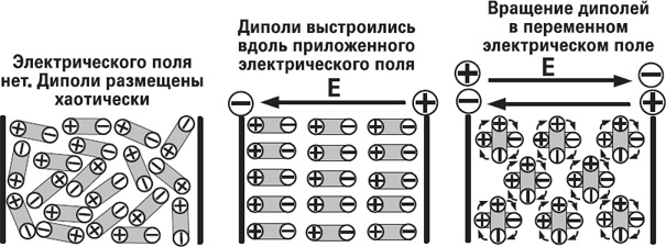 Мифы о нашем теле. Научный подход к примитивным вопросам