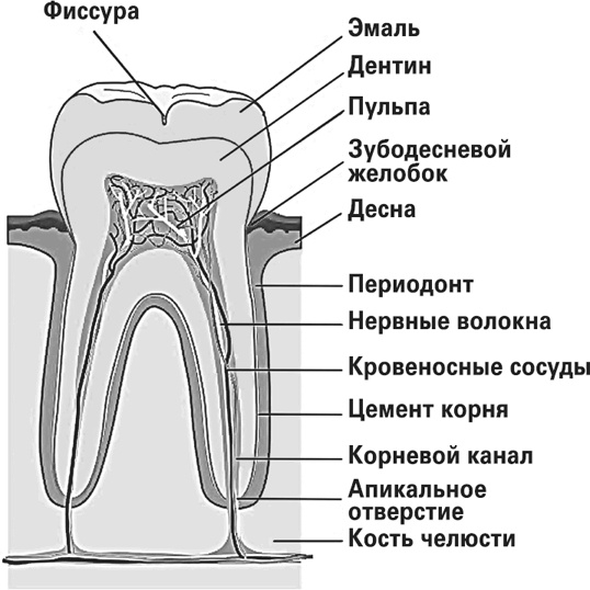 Мифы о нашем теле. Научный подход к примитивным вопросам