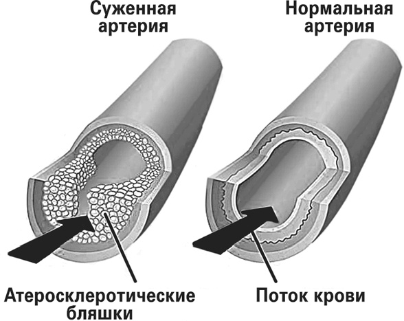 Мифы о нашем теле. Научный подход к примитивным вопросам