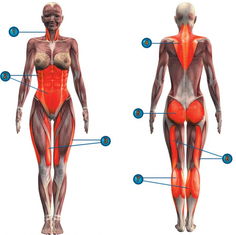 Йога-анатомия. Как работают асаны для здоровья и стройности тела
