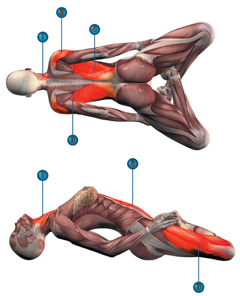Йога-анатомия. Как работают асаны для здоровья и стройности тела