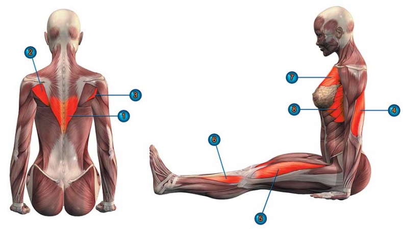 Йога-анатомия. Как работают асаны для здоровья и стройности тела