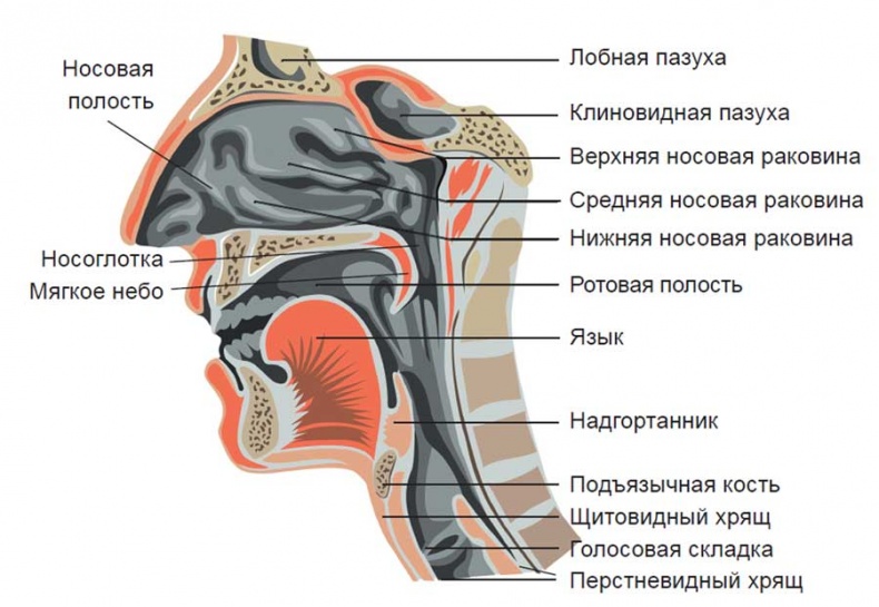 Йога-анатомия. Как работают асаны для здоровья и стройности тела