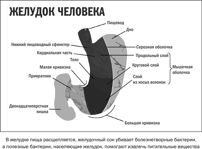 Здоровое питание в вопросах и ответах