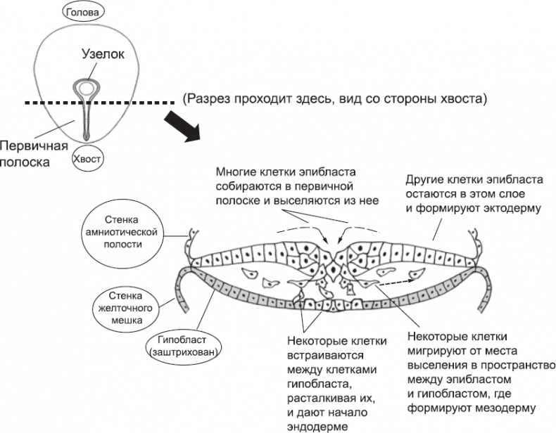 Онтогенез. От клетки до человека