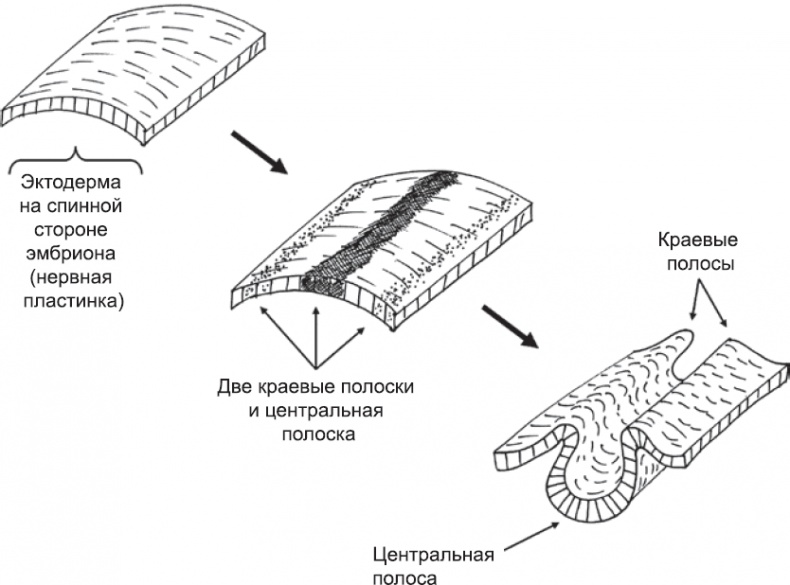 Онтогенез. От клетки до человека