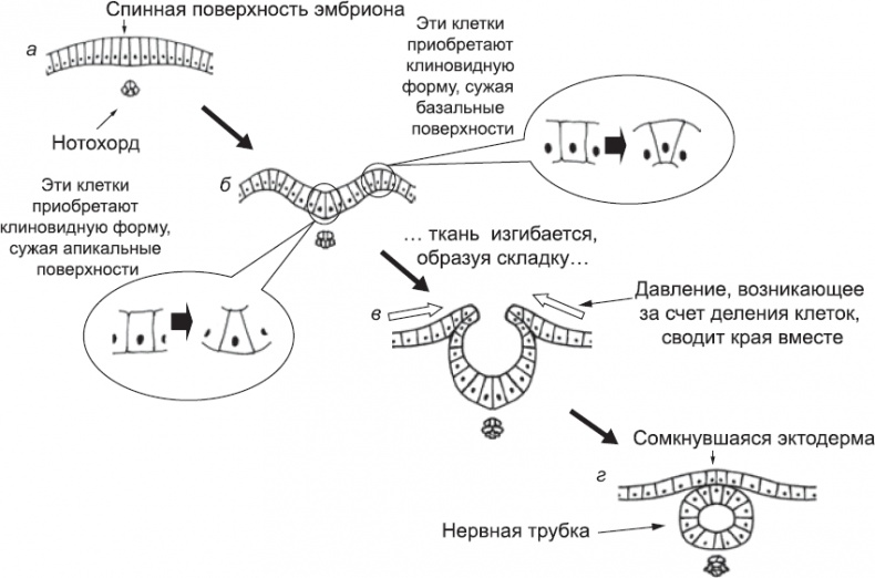 Онтогенез. От клетки до человека