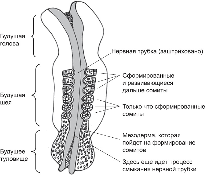 Онтогенез. От клетки до человека