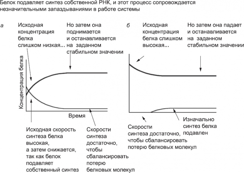 Онтогенез. От клетки до человека