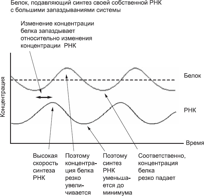 Онтогенез. От клетки до человека