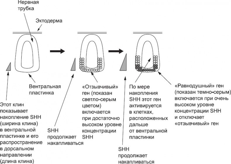 Онтогенез. От клетки до человека