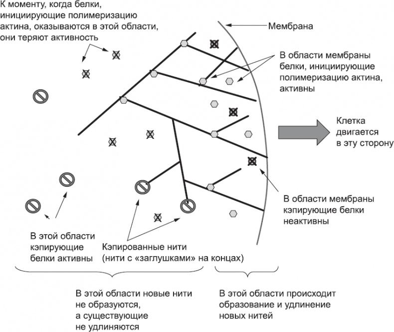 Онтогенез. От клетки до человека