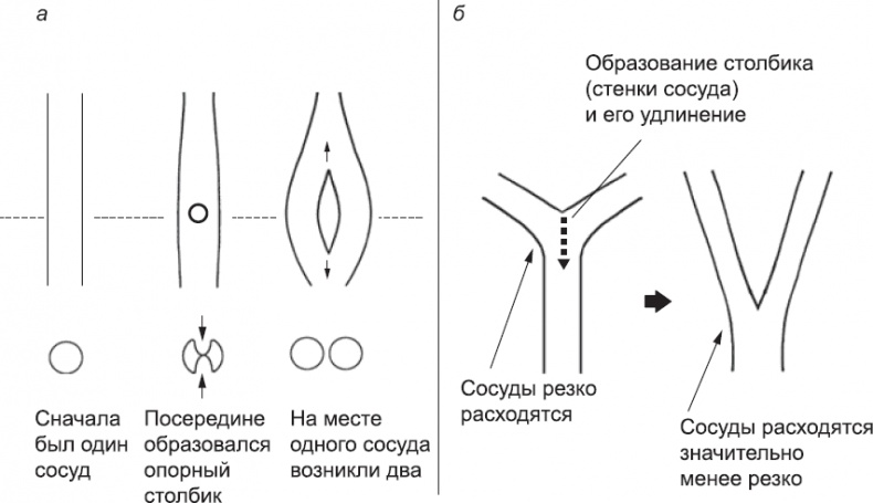 Онтогенез. От клетки до человека