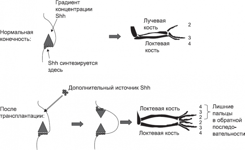 Онтогенез. От клетки до человека