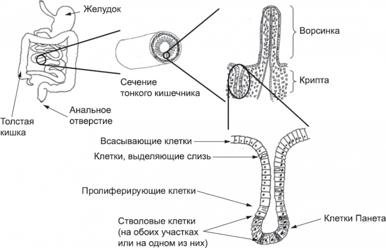 Онтогенез. От клетки до человека