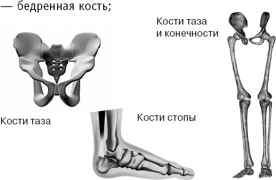Анатомия на пальцах