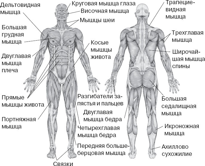 Анатомия на пальцах