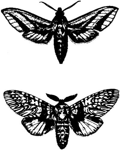 Ангелы и насекомые