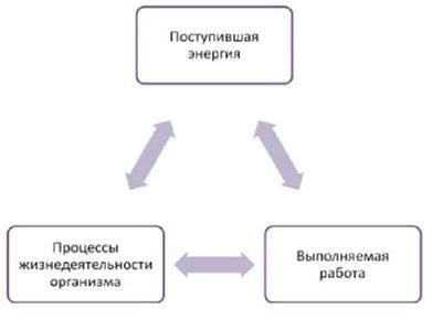 Основы рационального питания