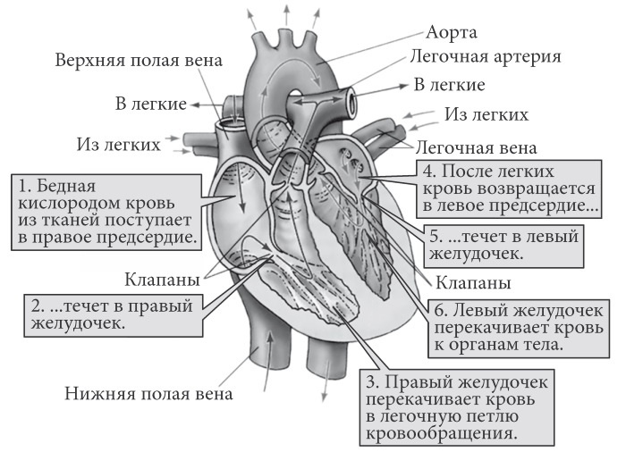 Лучшие методы лечения и профилактики инфаркта миокарда