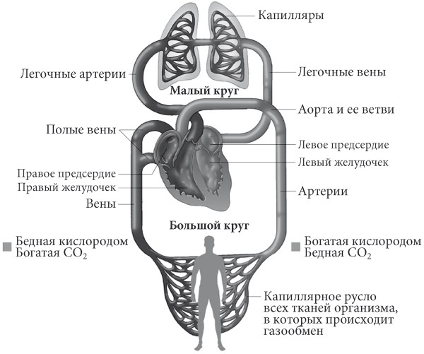 Лучшие методы лечения и профилактики инфаркта миокарда