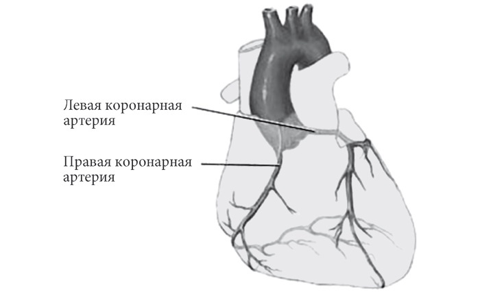 Лучшие методы лечения и профилактики инфаркта миокарда