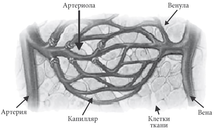 Лучшие методы лечения и профилактики инфаркта миокарда