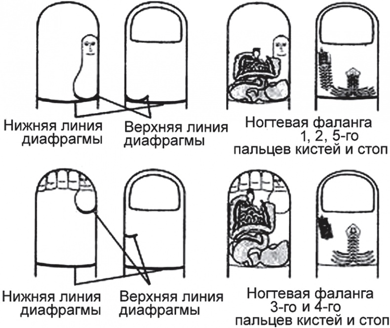 Суджок - исцеляющий самомассаж. Основные приемы