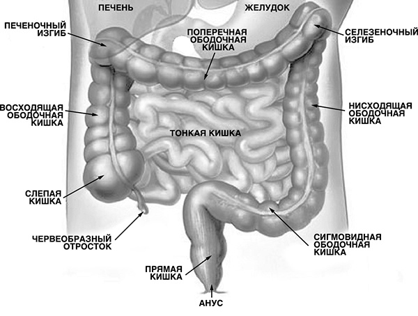 Кишечник и здоровье. Энциклопедия здоровья пищеварительной системы