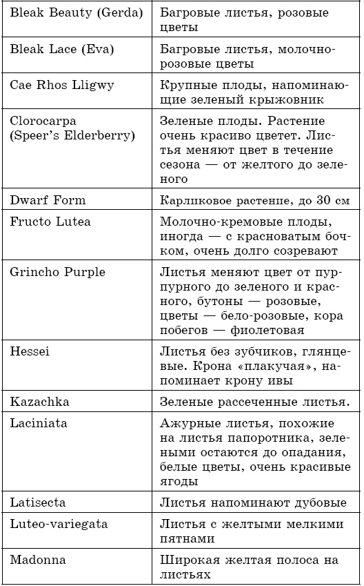 Целебная сила бузины. Лекарь от 100 болезней