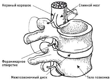 Лечебная гимнастика для позвоночника