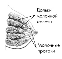 Кормление ребенка грудью