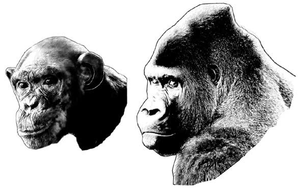 Мифы об эволюции человека