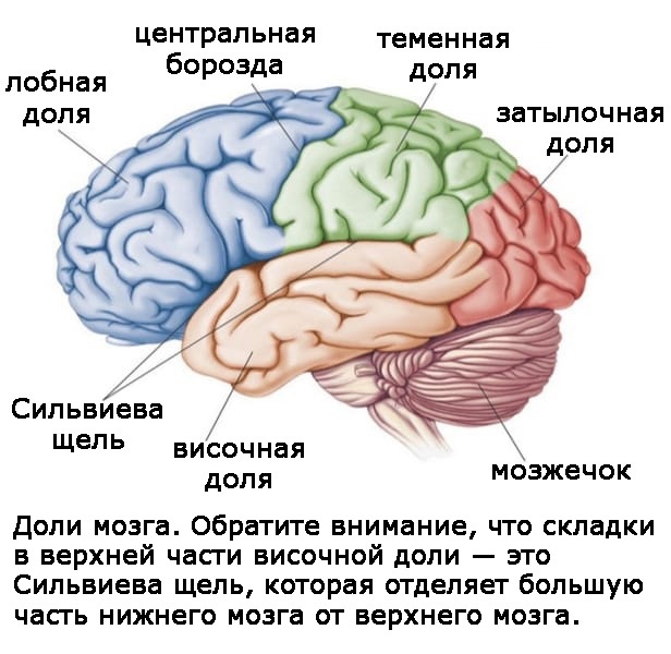 Два игрока на одном поле мозга