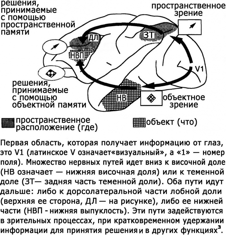 Два игрока на одном поле мозга