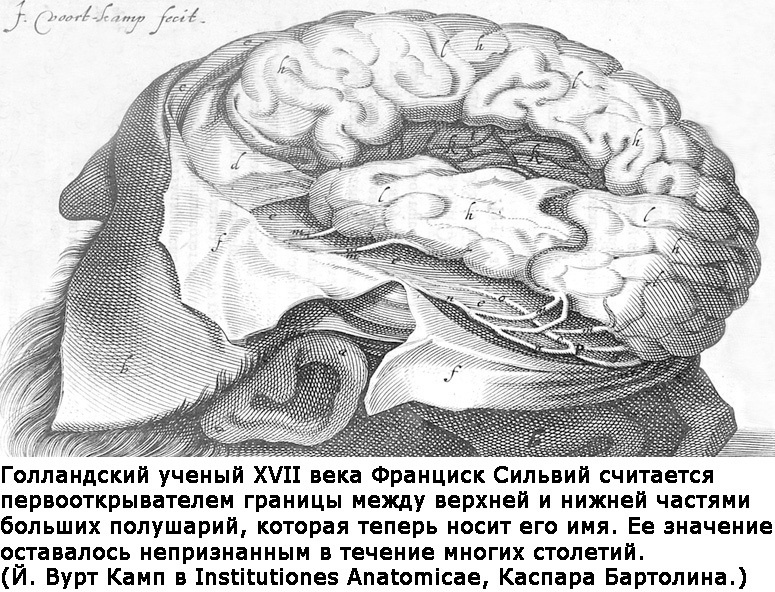 Два игрока на одном поле мозга