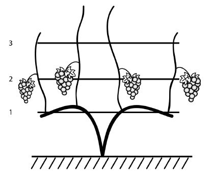 Обрезка винограда. Проверенные способы формировки укрывного винограда в средней полосе России