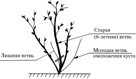 Виноград, малина, смородина, крыжовник и другие ягоды