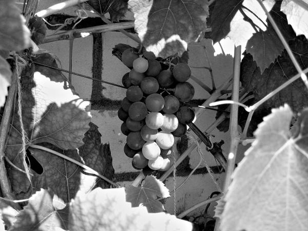 Виноград вашего сада в средней полосе России