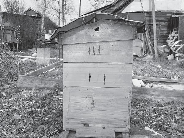 Пчеловодство для начинающих