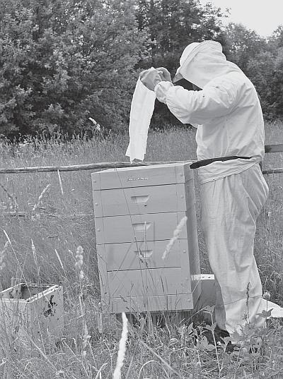 Пчеловодство для начинающих