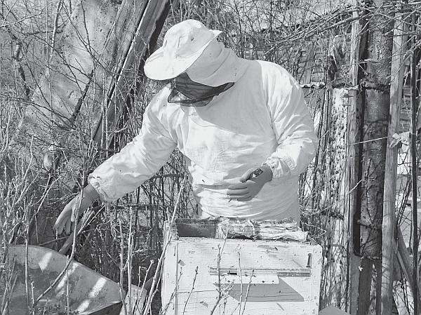 Пчеловодство для начинающих