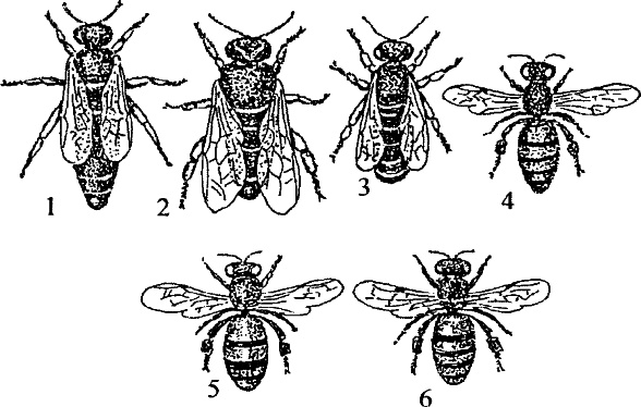 Основы пчеловодства. Самые необходимые советы тому, кто хочет завести собственную пасеку