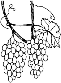 Ваш домашний виноградник
